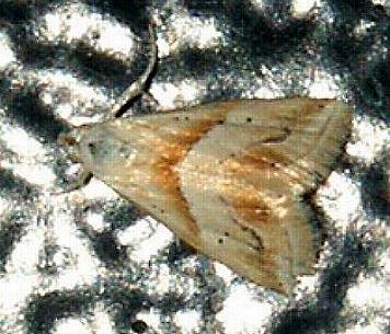Eublemma rivula