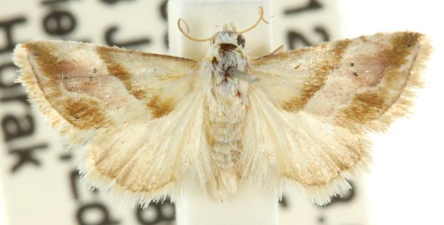 Eublemma rivula