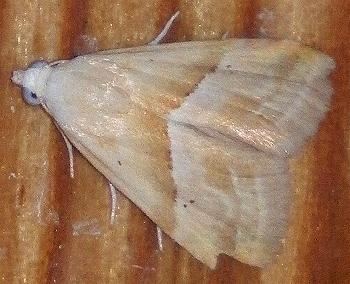 Eublemma rivula
