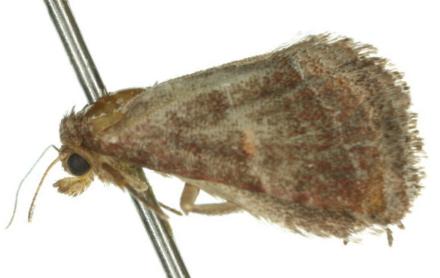 Eublemma rufipuncta