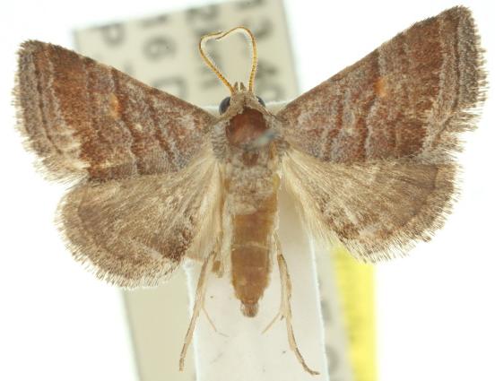 Eublemma rufipuncta
