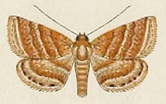 Eublemma rufipuncta