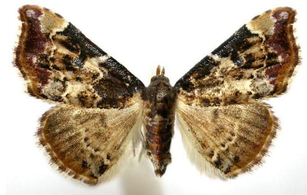 Corgatha sideropasta