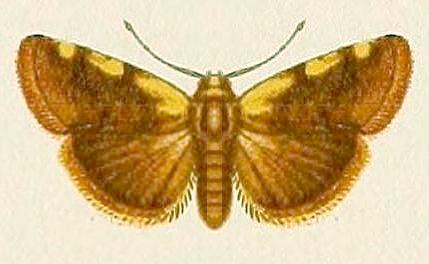 Acontia thapsina