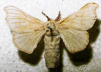 Bombyx mori