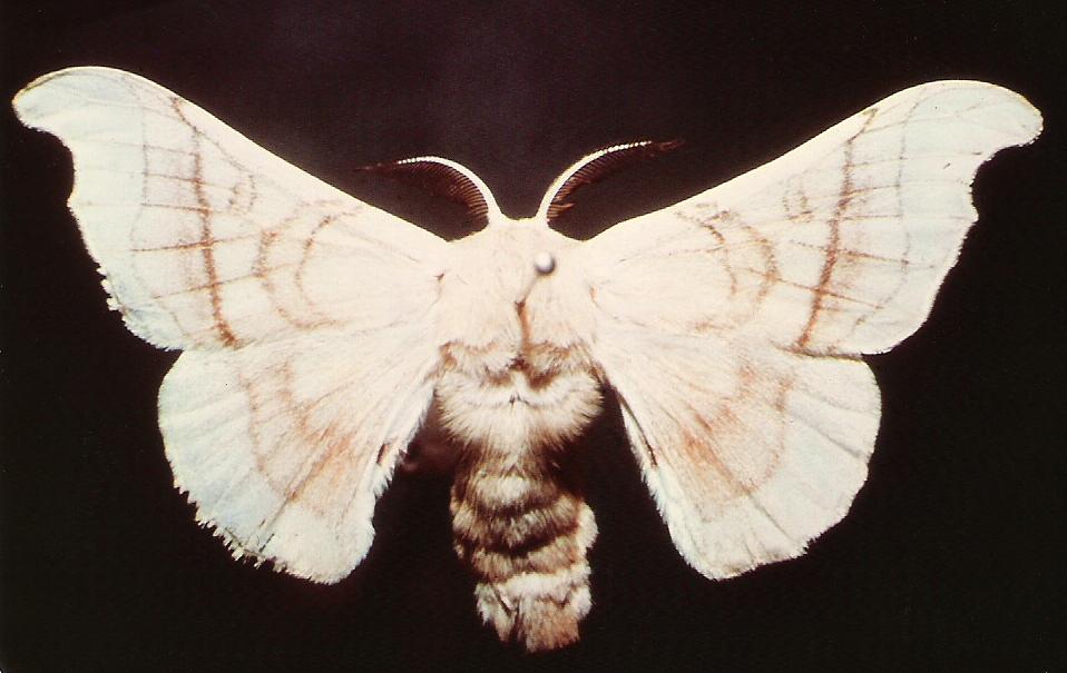 Bombyx mori