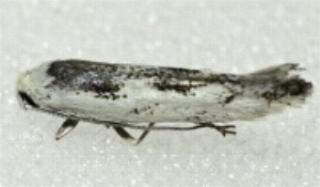Ogmograptis maxdayi