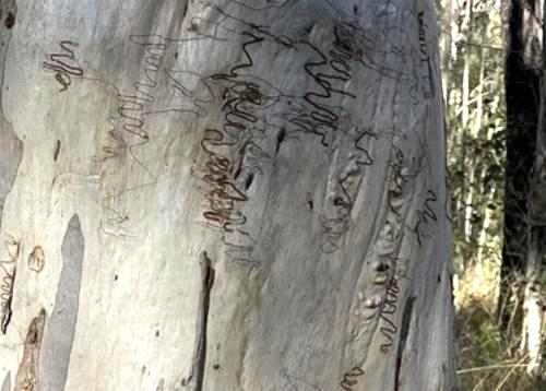 Ogmograptis triradiata