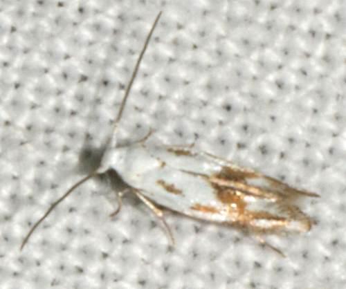 Ogmograptis triradiata