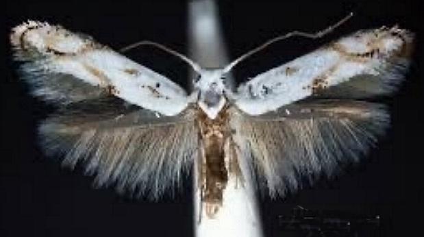 Ogmograptis triradiata