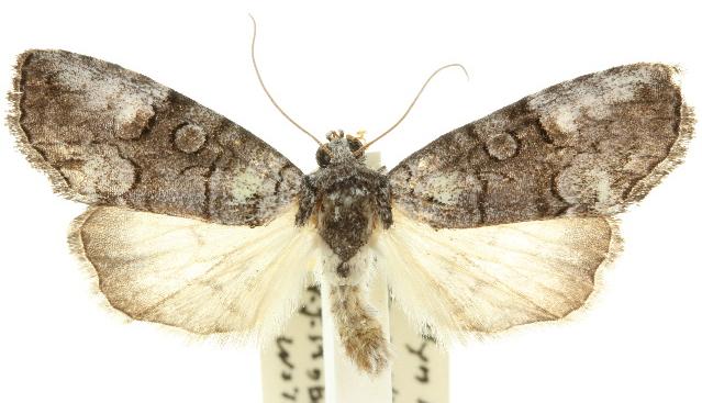 Epicyrtica lichenophora