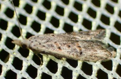 Carposina pinarodes