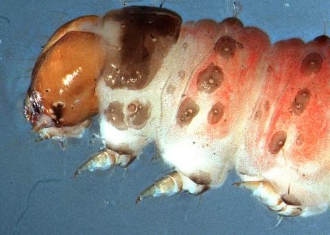 Epicopistis pleurospila
