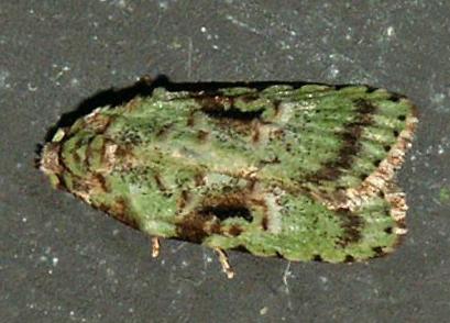 Carposina smaragdias
