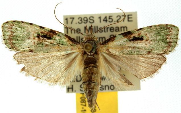 Carposina smaragdias