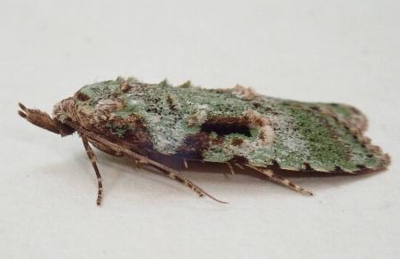Carposina smaragdias