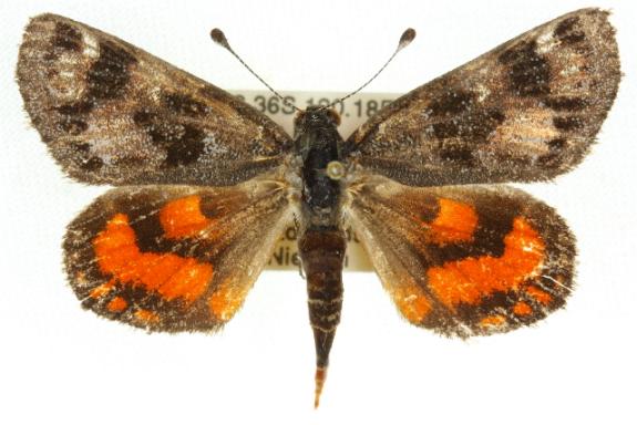 Synemon magnifica