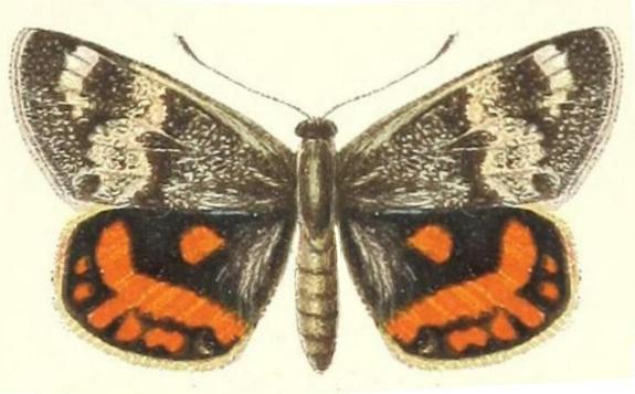 Synemon magnifica
