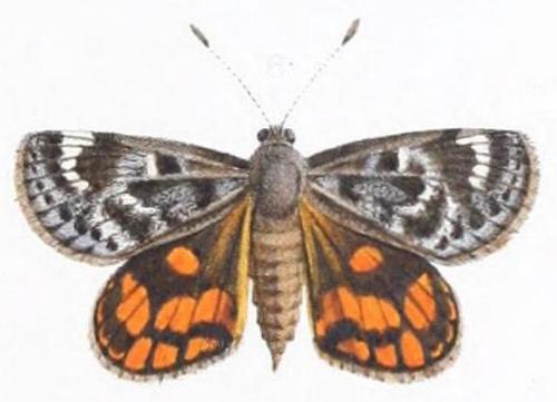Synemon sophia