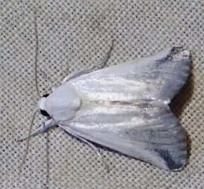 Hopetounia carda