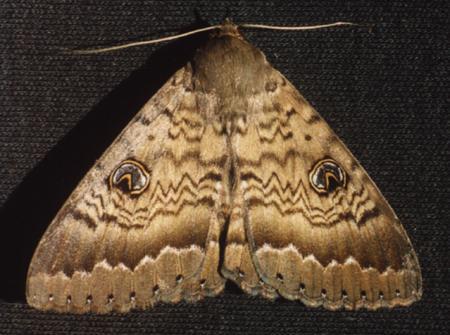 Dasypodia cymatodes