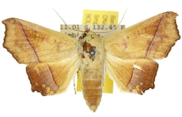 Xanthanomis fuscifrons
