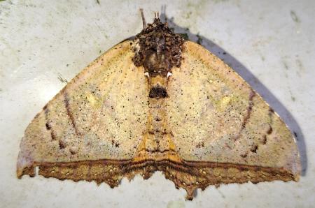 Pterocyclophora huntei