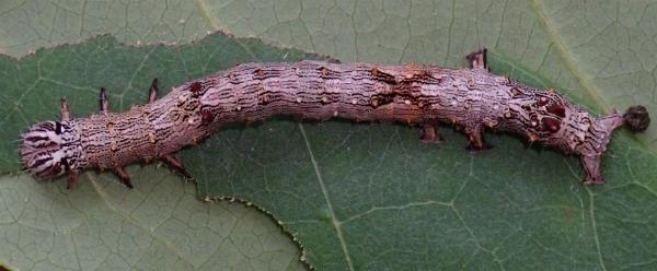 Nagia linteola