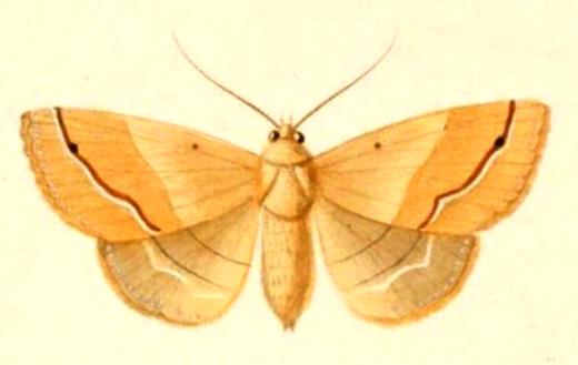 Ophyx ochroptera