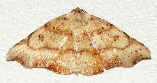 Sophta poecilota