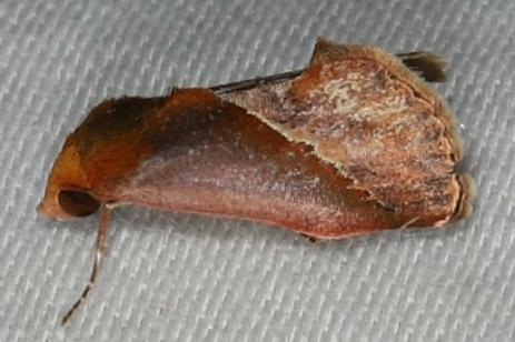 Arsacia rectalis