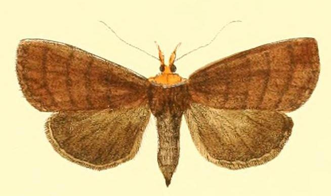 Avitta rufifrons