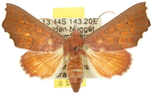 Arthisma scissuralis