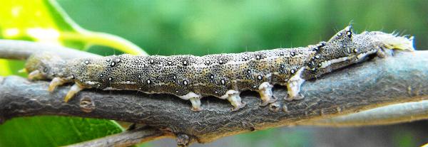 Speiredonia spectans