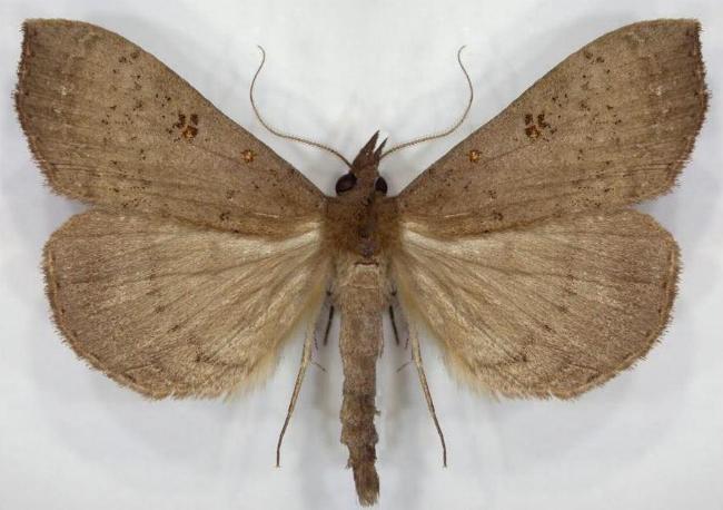 Rhapsa suscitatalis