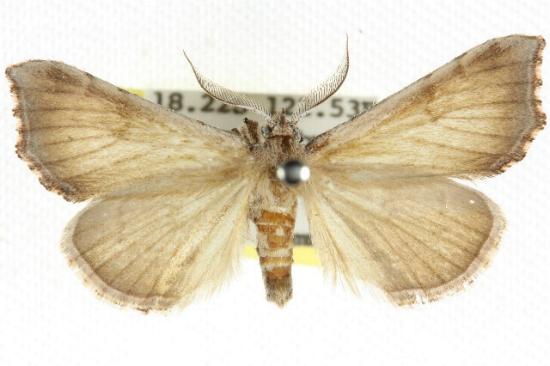 Eporectis tephropis