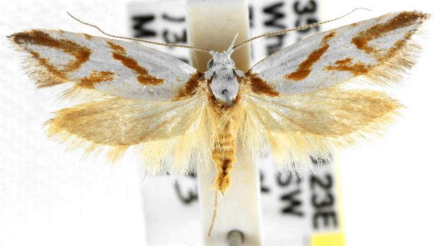 Oxythecta acceptella