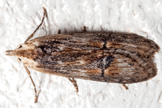 Ioptera aristogona