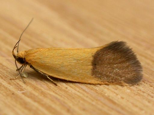 Merocroca automima