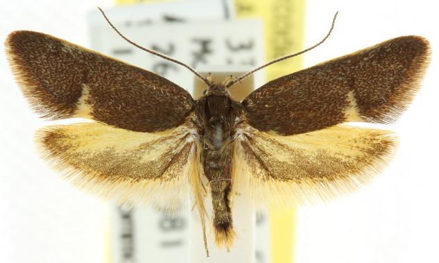 Leistomorpha brontoscopa