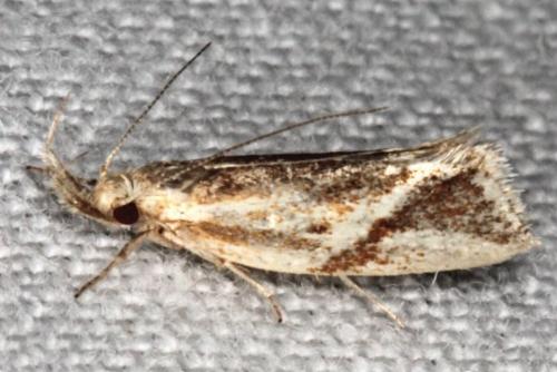 Thema chlorochyta