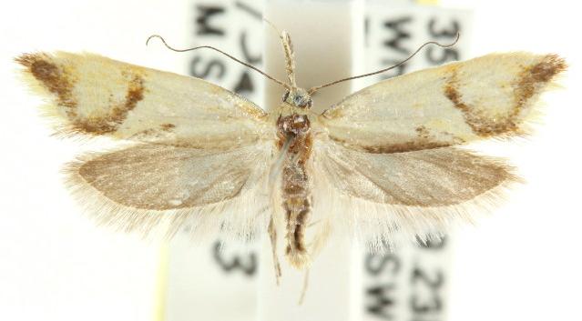 Thema chlorochyta