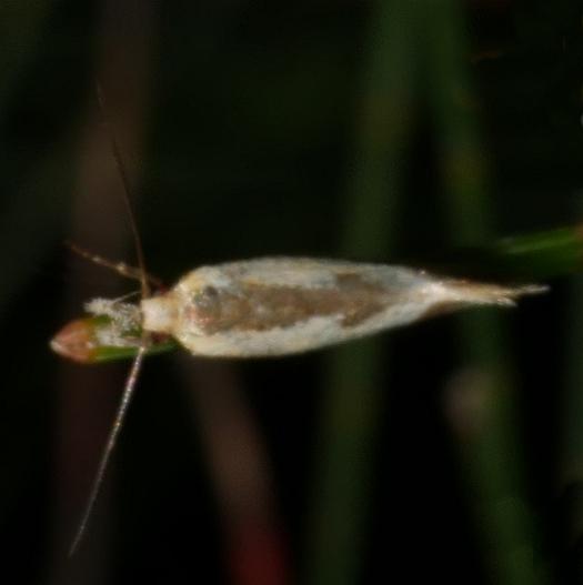 Thema chlorochyta