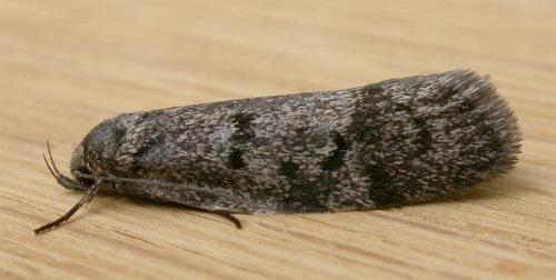 Ericrypsina chorodoxa