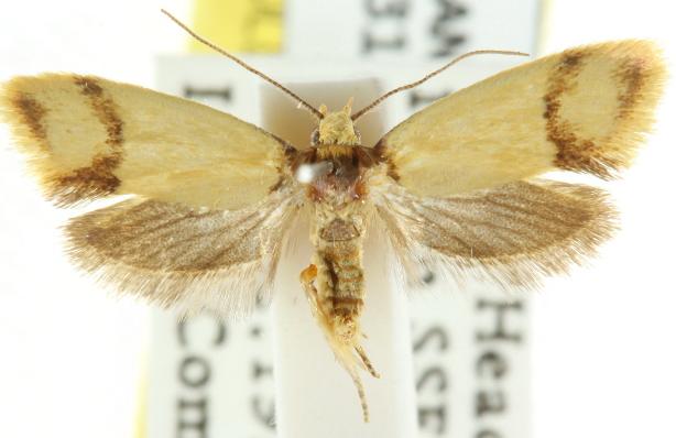 Olbonoma disticta