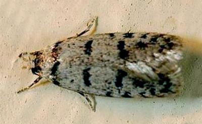 Scatochresis episema