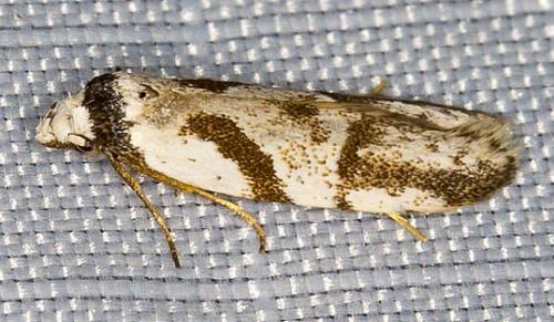 Oxythecta lygrosema