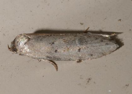 Telanepsia notospila