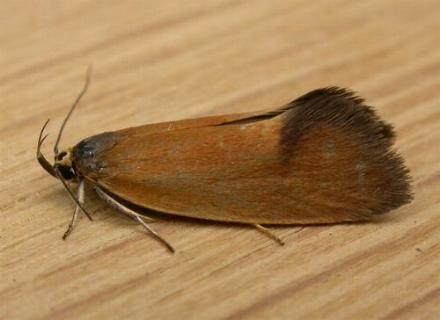 Delexocha ochrocausta