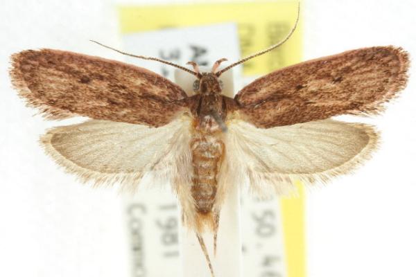 Erythrisa oenoessa